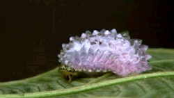 salmonking:  ohheyimheather:  housewitch:  Jewel Caterpillar  “These hands are small I know….”   : |   do you think this is a fucking game 