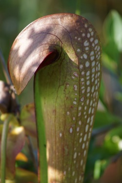 goodcopbearcop: Hooded Pitcher Plant (Sarracenia minor) On the floating islands of peat in the Okefenokee Swamp are carnivorous plants. The peat islands are in low in nutrients, acidic, and often water logged. The hooded pitcher plant gets it nutrients