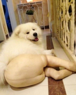 meevist:  Dogs Wearing Pantyhose, A Popular New Meme in China I’M FUCKIGN SCREAMING AT MY COMPUTER 