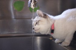johnskele:  dreamydog:  hes so stupid  idiot can’t figure out how water works  