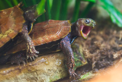 turtlefeed:  thetoxicgraveyard:  I’m not entirely sure if that’s the face of pleasure or pain.  It’s a yawn, actually. 