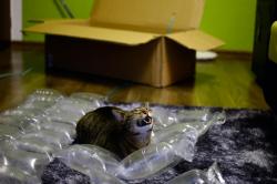 singlekinkymaster:  daksinakke:  funfrom4chan:  So my cat likes unpacking..  thats the happiest fucking cat ive ever seen  i have th same reaction to bubble wrap 
