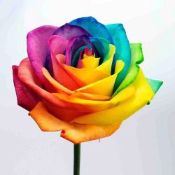 harryshum-junior:harryshumjr: Happy Pride to my LGBTQ 🏳️‍🌈 brothers and sisters! This rose represents the love that EVERYONE should be able to experience. #pride #loveislove