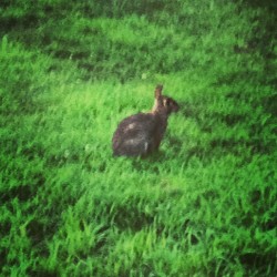 Little furry friend didn&rsquo;t run away when I pulled in on the #hog. #hardstylebunny #hegivesnofucks #rabbit