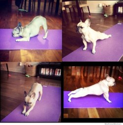 animal-factbook:  Dogs attempt to perform yoga to the same level as cats, but they often fall short. Their stature prevents them from achieving perfect flexibility, but they are often good at the “downward dog” position. 