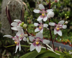 orchid-a-day:  Sarcochilus fitzgeraldiiSyn.: Previously recognized varieties and formsApril 20, 2018 