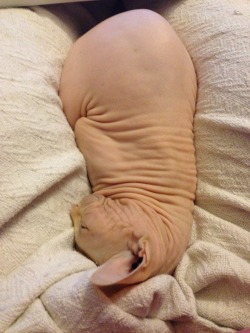 naked-yogi:  wethatkindoforc:  So my cat is sleeping between my legs and then this happened and I laughed so hard he woke up.  I NEED A SPHYNX