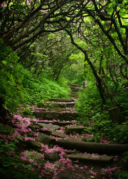 visitheworld:  Beautiful path in the Craggy Gardens, North Carolina, USA (by July04Girl).  I woke up one foggy morning and was just chillen in bed with the back hatch of the van open. My friend came up from this trail with a look of shock on her face.