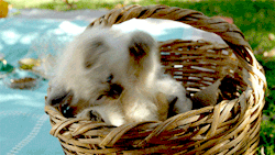 babyanimalposts:  feeling down? you need this baby animal blog