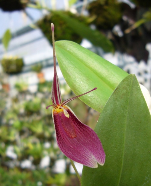 orchid-a-day:  Restrepia contortaSyn.: Humboltia contorta; Stelis contorta; Restrepia maculata; Restrepia punctulata; Restrepia ecuadorensis; et al.July 13, 2020 