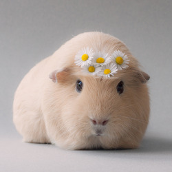 jirachipng:  lana has changed a lot but i really like the image shes going for  Oh now that&rsquo;s a well trained guinea pig of you put flowers like that any where near the guinea pigs I had growing up they would have eaten them haha.