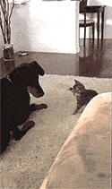 chappaai-trekker:  Cat: Dog! Hey. Hey! *boop* Fight me!Dog: Okay then. *boop*Cat: ARGH! Asshole! I wasn’t ready! *Slam* *boop* *boop* I win. Stupid dog.Dog: *grumbles* if our human wasn’t watching, I’d eat you. 