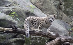 Walk softly and carry a big &hellip; tail (Snow Leopard cub, Bronx Zoo)