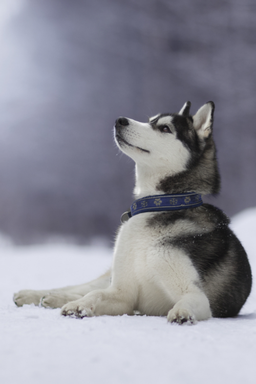 thepetszone:Cool Siberian Husky Snap Shot GalleryCheck out other adorable Siberian Husky gallery … SIMPLY CLICK HERE