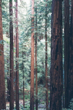 smvsh:  Redwoods || jonathanpercy 