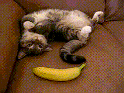 mrbigode:  Cats do not like fruits 