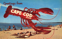 bad-postcards:  GREETINGS FROM CAPE COD, MASSACHUSETTS   