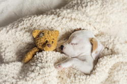 foreverlovinlife:  houseofwonderandchaos:  end0skeletal:  In case you’re having a bad day…here are some puppies sleeping with stuffed animals. (Credit: 1, 2, 3, 4, 5, 6, 7, 8, 9, 10. A note on the first puppy: At 5-&frac12; weeks old, Daisy was mauled