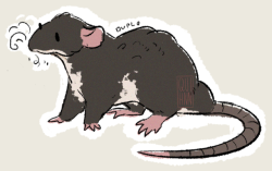 jaggillarattrita: Random fact - Did you know I’m a rat mother to two smol rat bois? Well… they aren’t small anymore but they will always be my babies in my heart. Duplo &amp; Lego. 