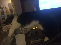 My cat fell asleep on the cable box, he&rsquo;s snoring loudly, and I&rsquo;m having a really hard time changing the channel.  =^.^=