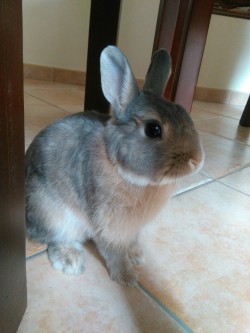 bony-the-bunny:  Wondering if I will eat something juicy today