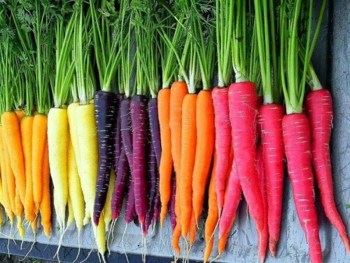 awed-frog: awed-frog: Turns out the only reason we eat orange carrots is because a patriotic Dutch botanist forced purple carrots to be orange so he buddy-buddy with some nobleman of the House of Orange - only that ‘orange’ refers to a town in Southern