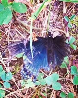 So this kind of broke my heart today&hellip; he was still alive when I left him, though. Hope it didn&rsquo;t rain on him. 😢 #butterfly #tornwings #poorthing #stillkickin
