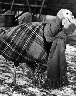 Reg Speller -  A turkey wrapped up in a blanket and scarf to keep it warm and free from colds and chills, 1950.