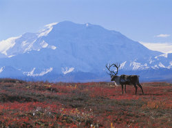 Emperor of the north (Caribou grazing in Denali National Park, Alaska, with Mount McKinley as a backdrop)