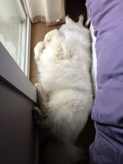 spoopumthesamoyed:  The rug beside the bed is moving! 
