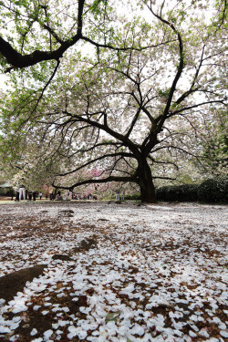 r2&ndash;d2: 散り桜