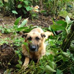 Siempre cuidando, siempre juntos&hellip; #dog #germansheppard #labradordog  (en Armenia, Antioquia)