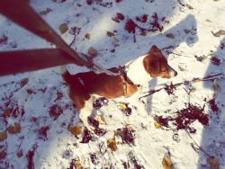 Mydog, I Love My Dog, My Dog In The Snow, Snow ❄, Snow, Winter, Wonderland, Snowday ⛄❄ by Ester Alisan on EyeEm