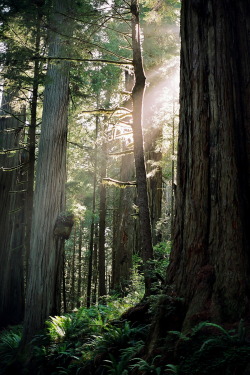 r2&ndash;d2:  Afternoon in the Redwoods 