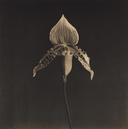 netlex:  Robert Mapplethorpe  Orchid, 1987 - Medium: Photogravure 