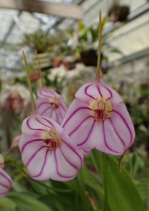 orchid-a-day:    Masdevallia rimarima-alba (pink)  September 22, 2020 