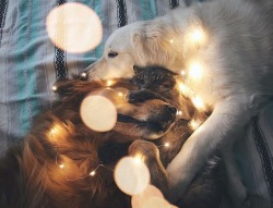 wilwheaton:  kittykittykittykittykitty:  animals-lovers: (Source) this makes me so happy  LOVEMAKESAFAMILY. 