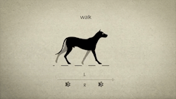 printzzsuzsi: 😎 These are really nicely animated, and hey, they’re useful too! Little details someone might not consider.Gaits are the same for horses (though i don’t think i’ve heard ‘amble’ used in that context) and probably most quadrupeds