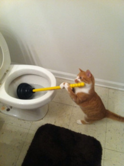 animal-factbook:  Cats are good at household chores, despite what they might lead you to believe and will perform tasks like cleaning toilets, changing lightbulbs, and dusting.