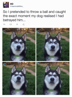 shibarifan01:  tastefullyoffensive:  (tweet by Jasmine Milton)  LOL - that face! ;o))) especially the last one - too funny
