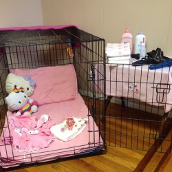 badlilblubunny:  Sissy babies get locked up in the sissy cage. 🎀🍼 #abdl #sissy #sissybaby #adultbaby #bdsm #mommydomme #proSwitch #clips4sale #skypesessions #babyboy #babygirl #diapers #diaperfetish #cumplay  =^.^=