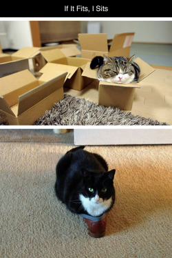 palmist:  paigeabendroth:  chauvinistsushi:  tastefullyoffensive:  If It Fits, I Sits [via]Previously: Cats Stuck in Things  THE MERCAT  kitties make me happy,   fav post on the internet