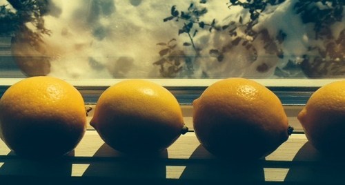 fresh lemons for les collines meyer lemon rosemary jelly