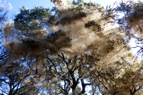 blondebrainpower:  Rare events called “megawebs” have been known to happen in Texas after very heavy rains. The temporary phenomenon involves hundreds of thousands of spiders living together in a giant spider web stretching across multiple trees.The