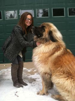 disgustinganimals:  raisehelia:  awwww-cute:  Meet Simba. He’s a Leonberger  VERY BIG  Too big to be a normal dog. Too small to be a Clifford. Make up your mind, bowzer.   That&rsquo;s a Growlithe son