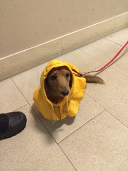 theladypunch:  pancakethedoxie:People on the street lose their minds when Pancake wears her raincoat.  Her name is pancake 😭
