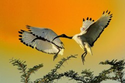 On the wing (African Sacred Ibis)