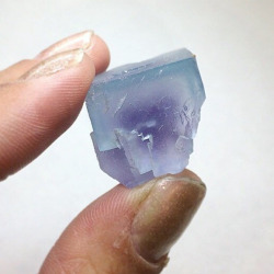 phenomenalgems:  ❄️🦄 Baby blue Bingham beauties! These miniature Fluorite specimens are from Bingham, NM, a classic American locality. The distinctive “Bingham Blue” shade is also kissed with pale lilac color zones. These cubic crystal specimens