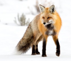 beautiful-wildlife:  Snow Fox by HE Atala 