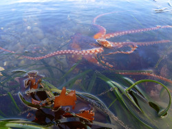 waterbody:  red octopus. Princeton CA, June 2012 / FH20 /
